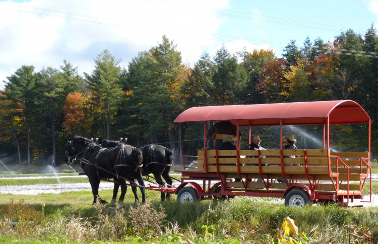 Horse Drawn Wagon Rides