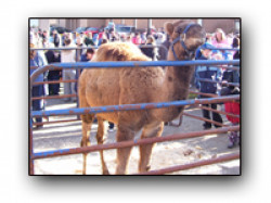 Petting Camel 1691592697 Farm Animal Petting Zoo