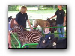 Petting Zebra 1691592697 Farm Animal Petting Zoo