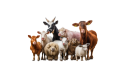 Mini Petting Zoo Party Package