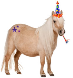 Mini Pony Rides