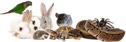 Exotic Animal Show
