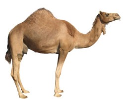 camel 1744737643 1 Farm Animal Petting Zoo