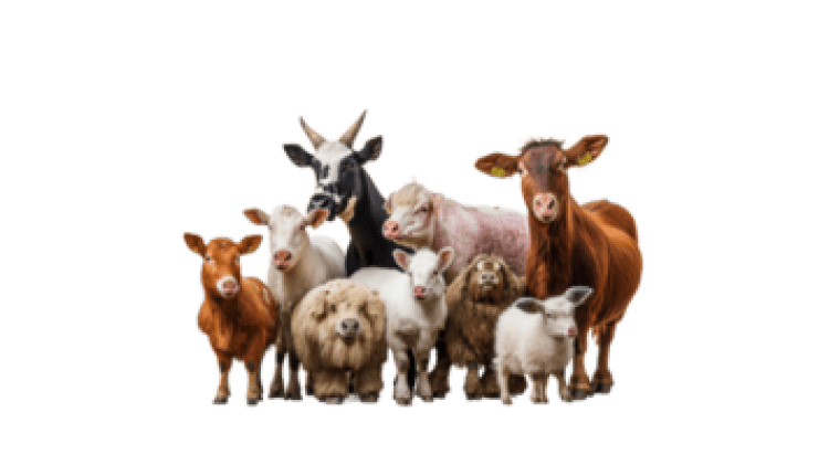 Mini Petting Zoo Party Package