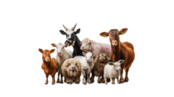 Farm Animal Petting Zoo